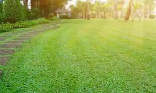 Let Us Beautify Your Lawn